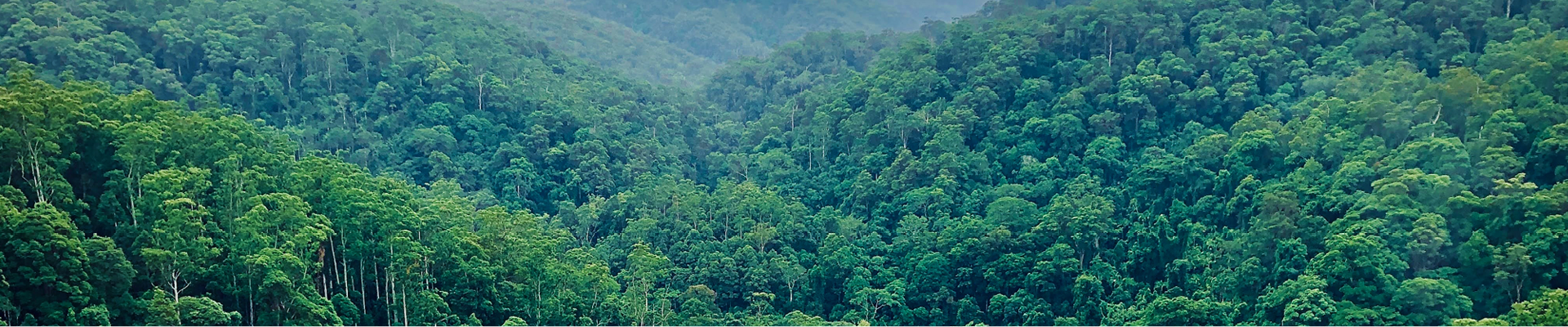 Heavy green forestry