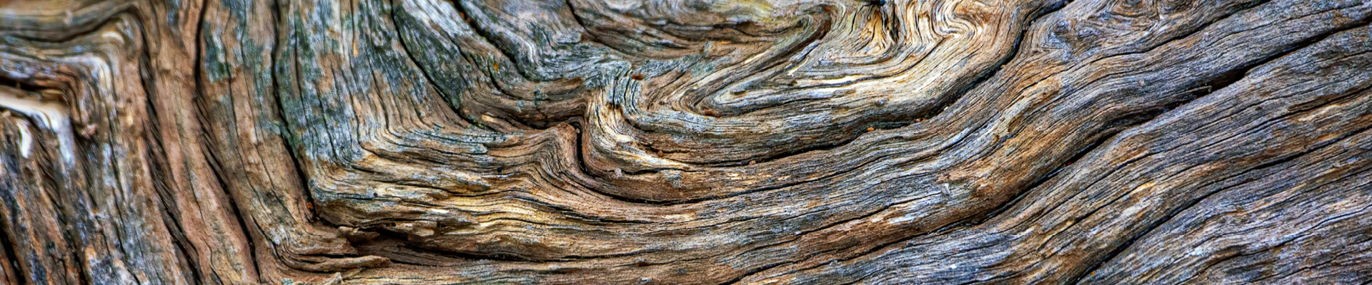 Close up photo of a tree's brown and grey bark 