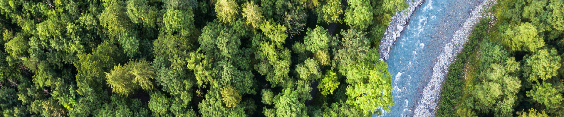 Bird's eye view of green forestry with a blue stream of water and light grey stone trail 